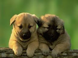 Fleas, Dogs, and Why I'm Sticking With LinkedIn